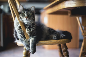 Milyen gondozást igényel egy lakásban élő macska?