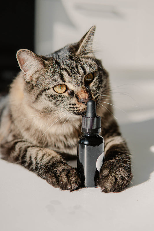 CBD termékek: Mikor lehetnek hasznosak?