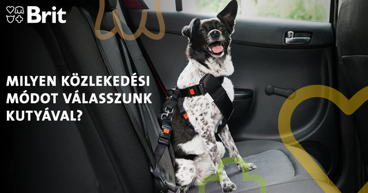 Utazás kutyával. Milyen közlekedési módot válasszunk?