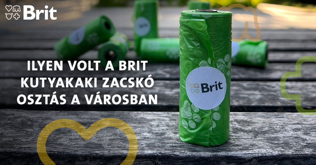 Kutyakaki zacskó osztás a városban