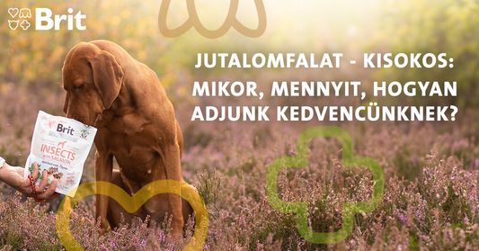 Jutalomfalat-kisokos: mikor, mennyit, hogyan?