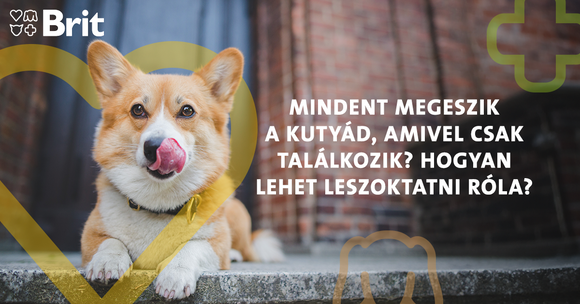 Mindent megeszik a kutyád, amivel csak találkozik? Hogyan lehet leszoktatni róla?