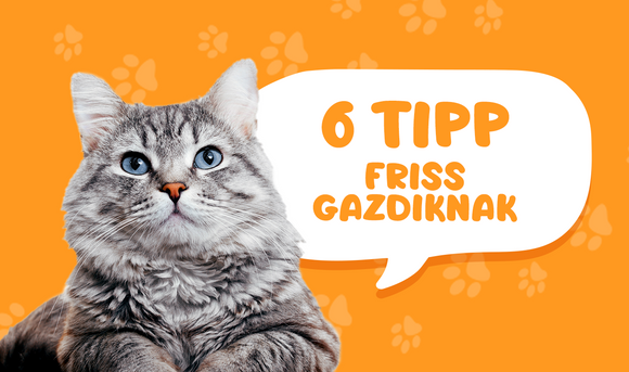 6 tipp friss cica tulajdonosoknak