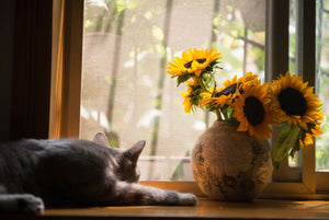 Nehezen mondunk le a virágokról? Íme 5 macskabarát virágfajta, amely mellett biztonságban tudhatjuk kedvencünket!