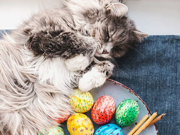 Hogyan ünnepeljük a húsvétot macskával és hogyan vonjuk be az ünnepi időszakba háziállatainkat?