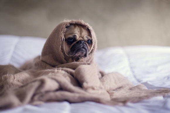 Hogyan kezeljük a kennel köhögést?